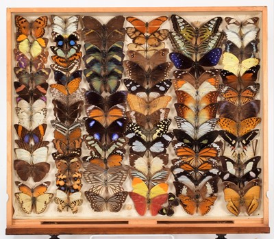 Lot 325 - Entomology: A Collection of European & World...