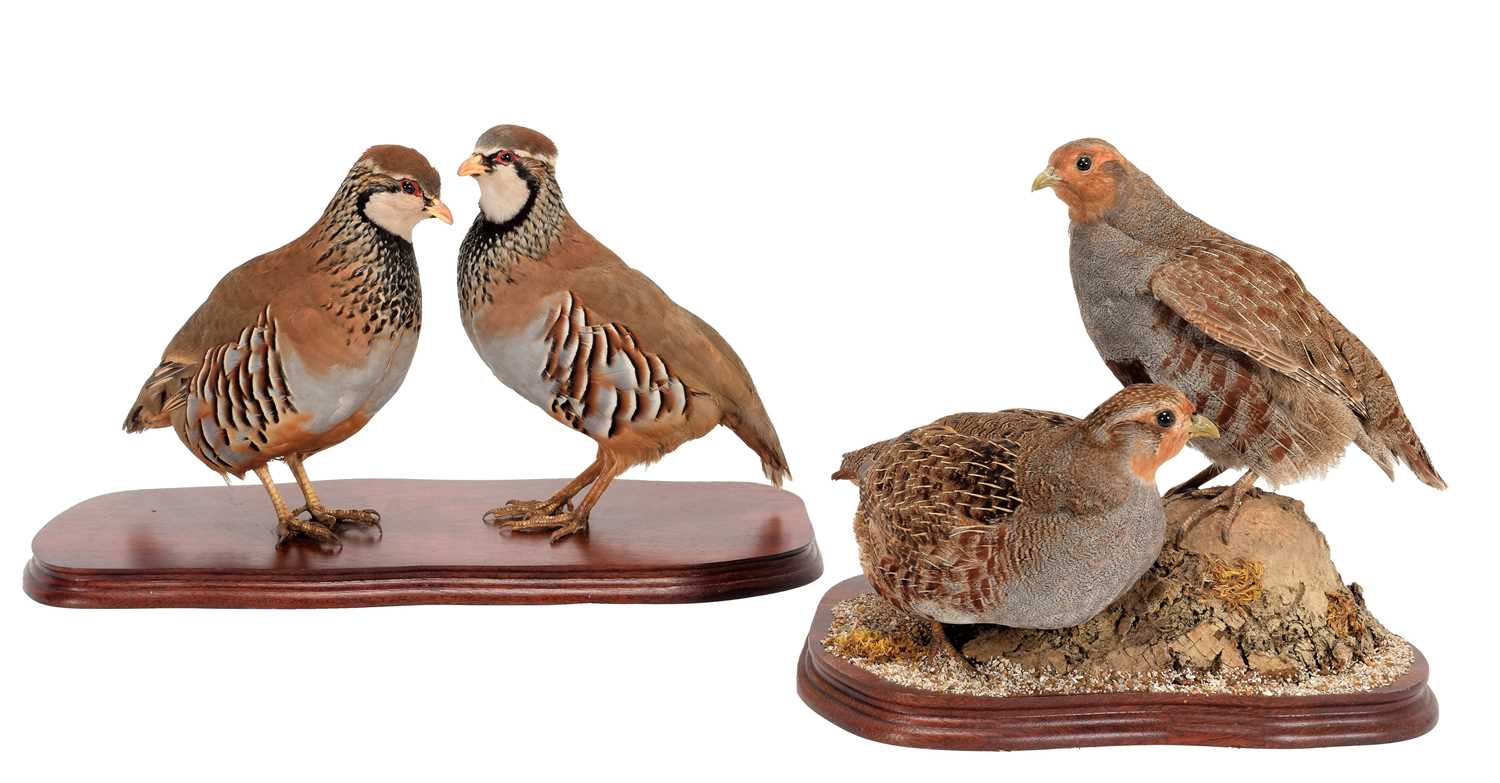 Lot 80 - Taxidermy: A Pair of Grey Partridge & French...
