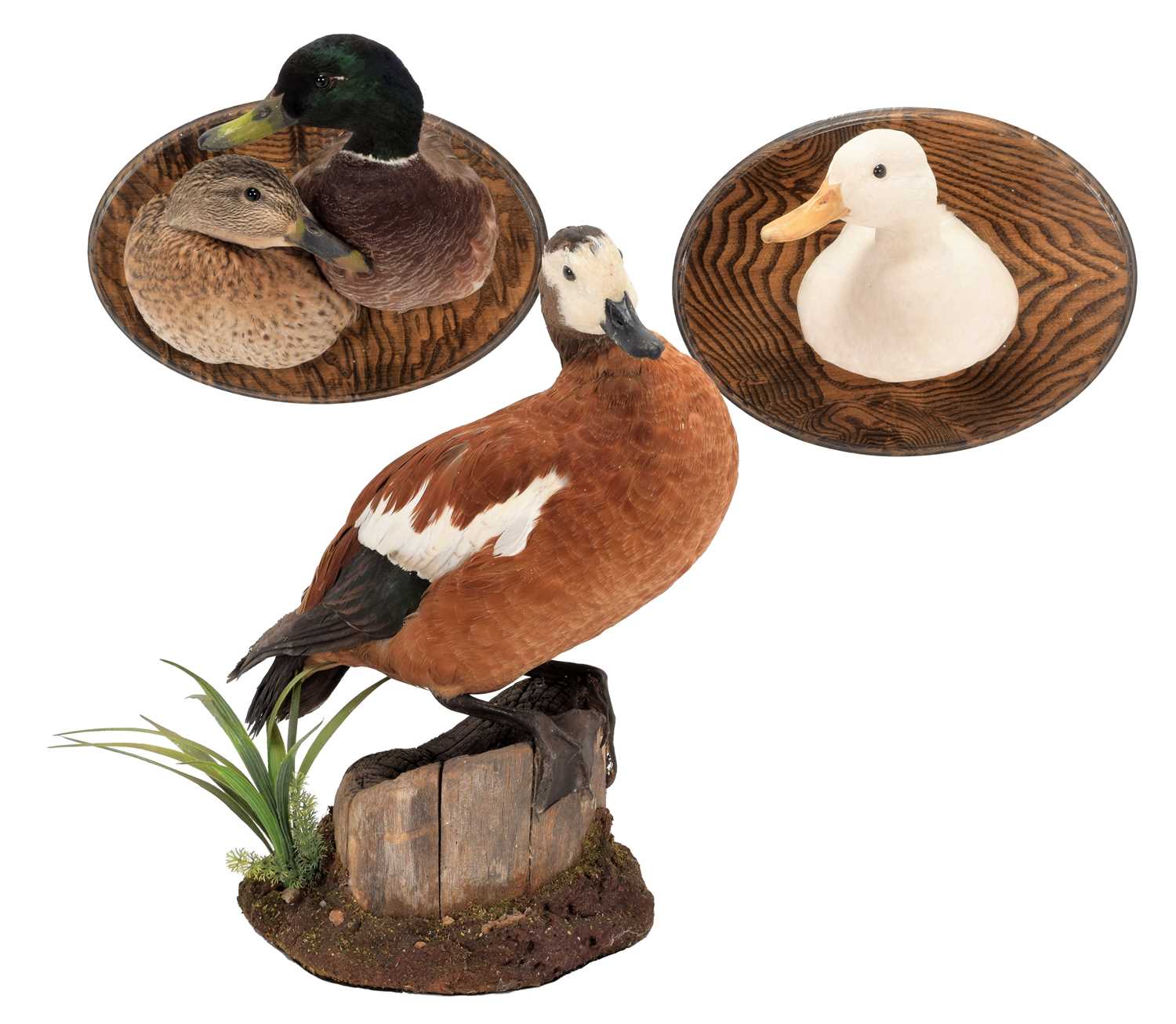 Lot 78 - Taxidermy: A Group of Ducks, circa early 21st...