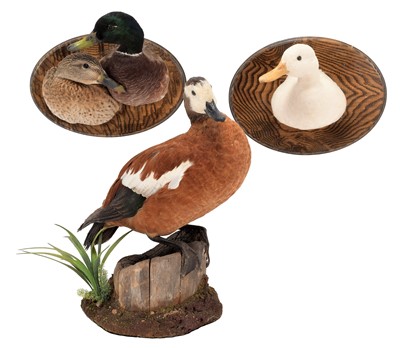 Lot Taxidermy: A Group of Ducks, circa early 21st...