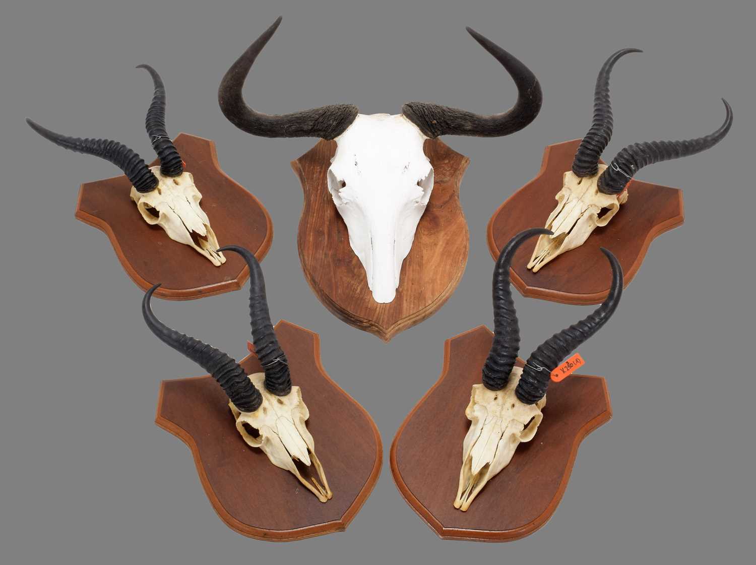 Lot 10 - Antlers/Horns: A Group of African Game Trophy...