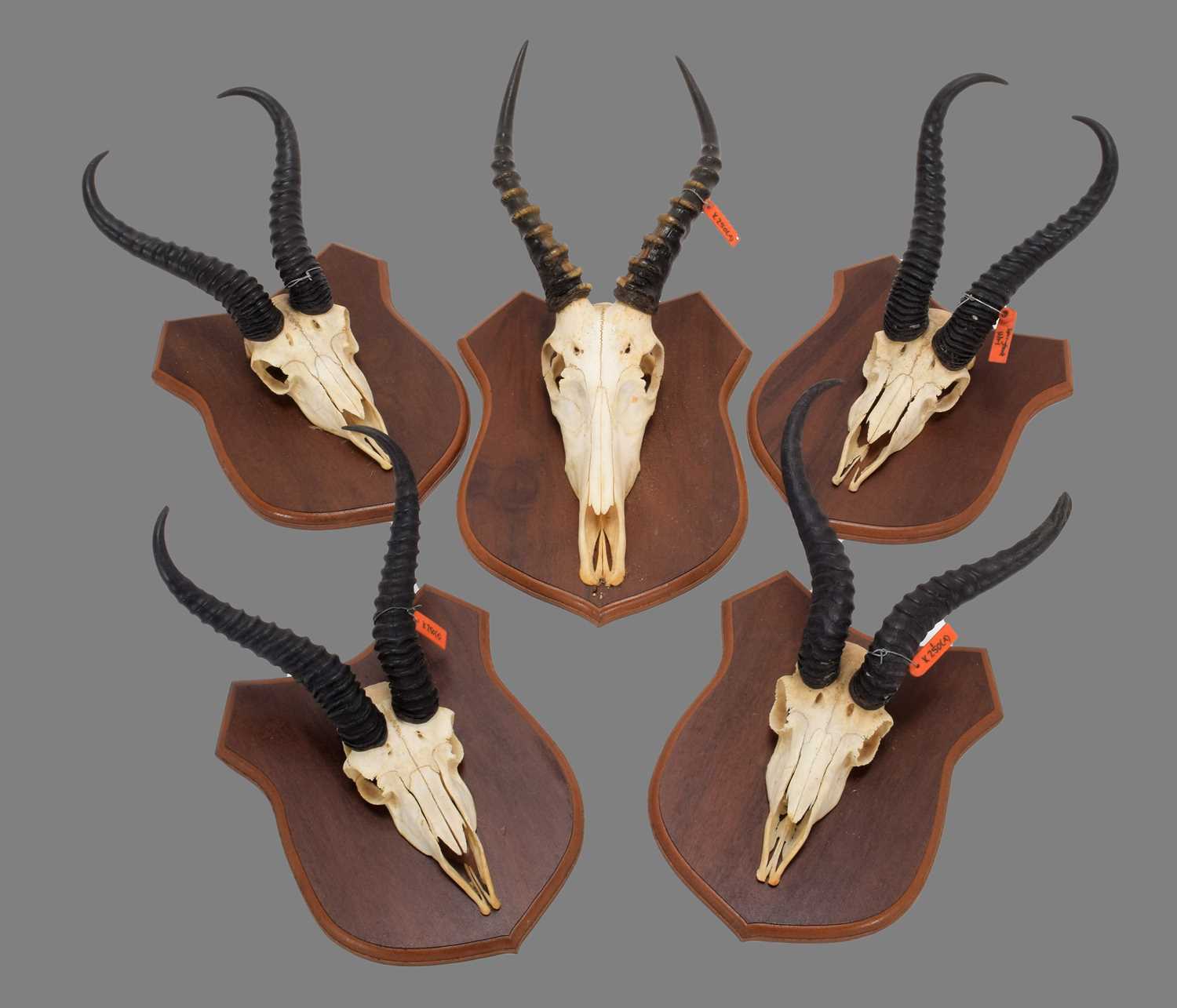 Lot 81 - Antlers/Horns: A Group of African Game Trophy...