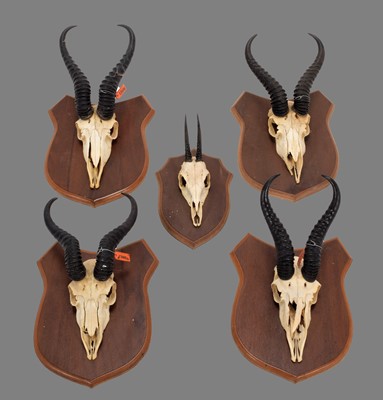 Lot Antlers/Horns: A Group of African Game Trophy...