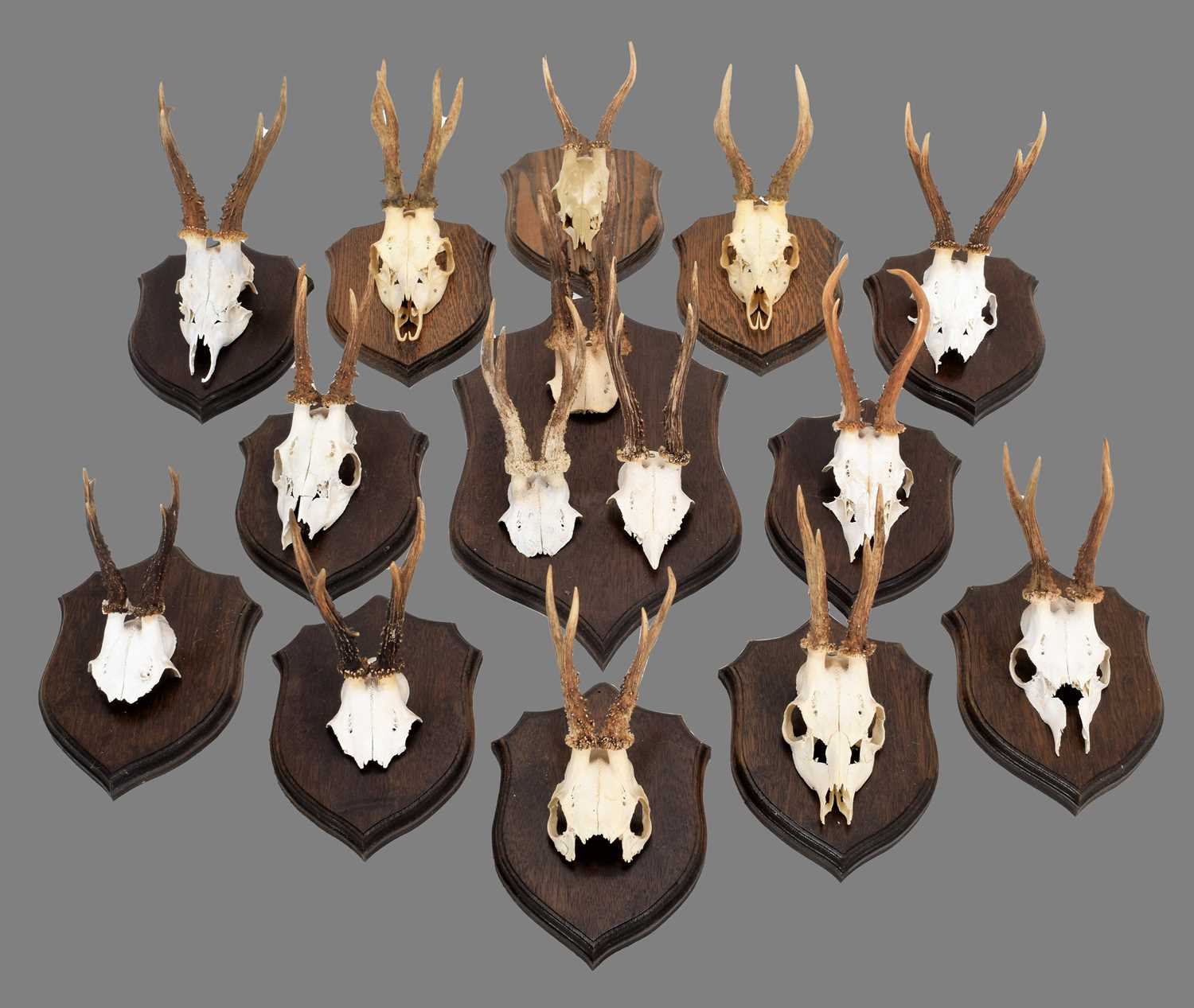Lot 56 - Antlers/Horns: A Group of Mounted European...