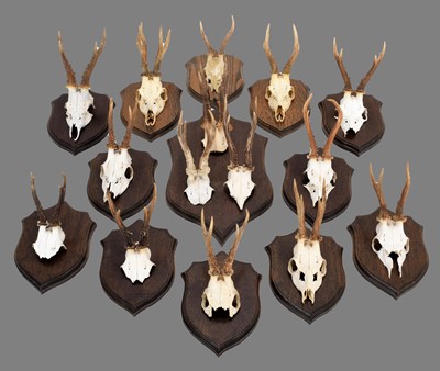 Lot Antlers/Horns: A Group of Mounted European...
