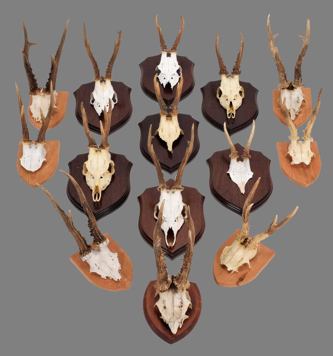 Lot 25 - Antlers/Horns: A Group of Mounted European...