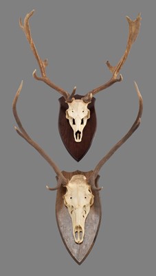 Lot 1324 - Antlers/Horns: A Set of Fallow Deer & Red Deer...