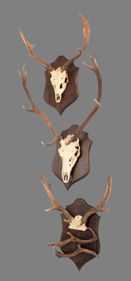 Lot 1198 - Antlers/Horns: A Set of Fallow Deer & Red Deer...