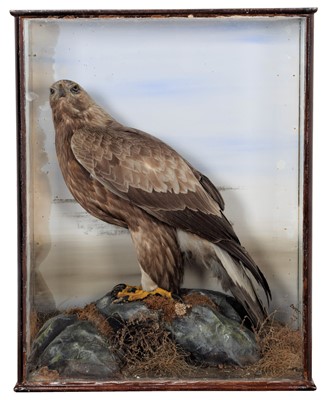 Lot 361 - Taxidermy: A Late Victorian Cased Golden Eagle...