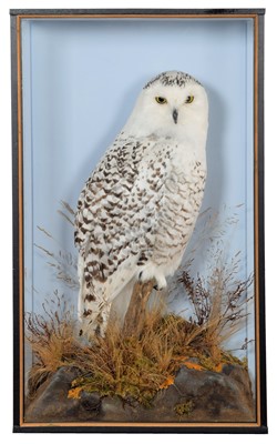 Lot 352 - Taxidermy: A Cased Snowy Owl (Bubo scandiacus),...