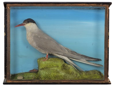 Lot 12 - Taxidermy: A Late Victorian Cased Arctic Tern...