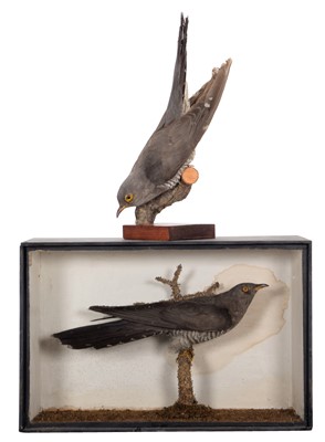 Lot 64 - Taxidermy: A Cased Late Victorian Common...