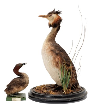 Lot 163 - Taxidermy: A Late Victorian Great Crested...