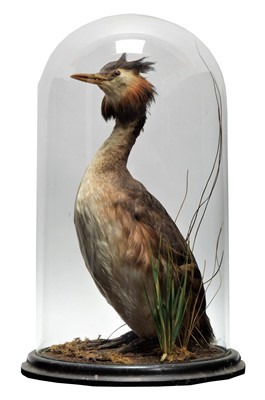 Lot 163 - Taxidermy: A Late Victorian Great Crested...