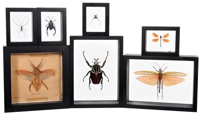 Lot 100 - Entomology/Coleoptera: A Group of Various...