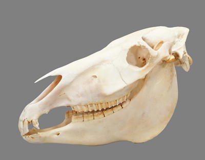 Lot 6 - Skulls/Anatomy: Burchell's Zebra Skull (Equus...