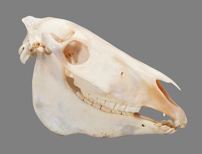 Lot 59 - Skulls/Anatomy: Burchell's Zebra Skull (Equus...