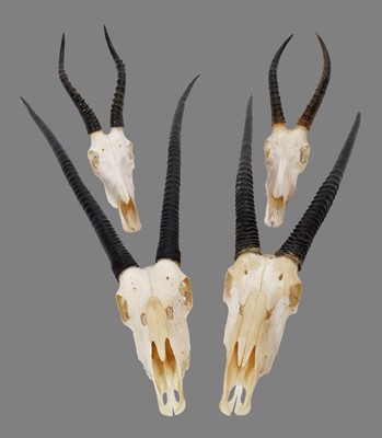 Lot 275 - Antlers/Horns: A Collection of African Game...