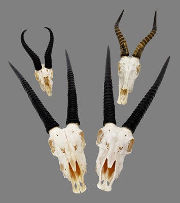 Lot 311 - Antlers/Horns: A Collection of African Game...