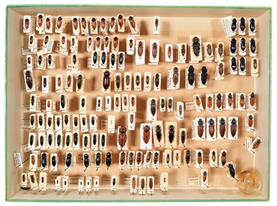 Lot 97 - Entomology/Coleoptera: A Large Collection of...
