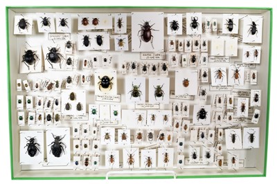 Lot 97 - Entomology/Coleoptera: A Large Collection of...