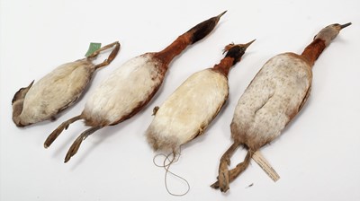 Lot 79 - Taxidermy: A Collection of Various Grebe...