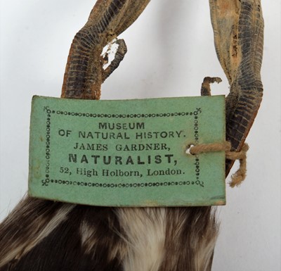 Lot 79 - Taxidermy: A Collection of Various Grebe...