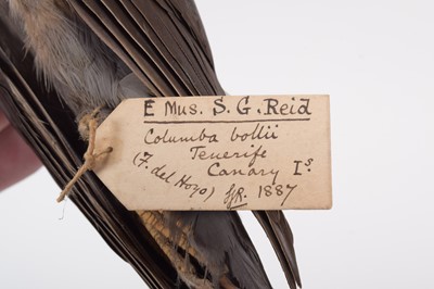 Lot 9 - Taxidermy: A Collection of Various Pigeon,...