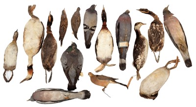 Lot 66 - Taxidermy: A Collection of Various Pigeon,...