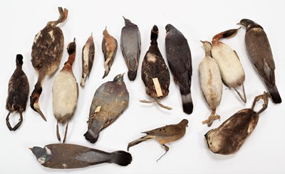 Lot 66 - Taxidermy: A Collection of Various Pigeon,...
