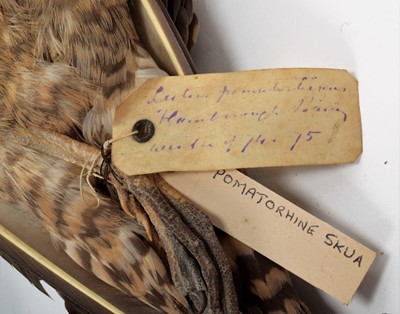 Lot 151 - Taxidermy: A Collection of Various Sea Bird...