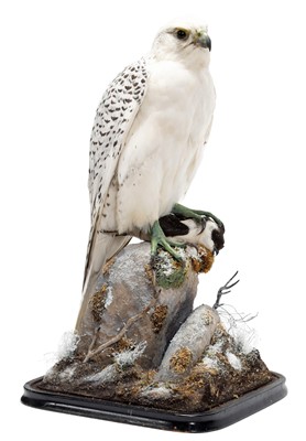 Lot 357 - Taxidermy: Gyr Falcon (Falco rusticolus),...