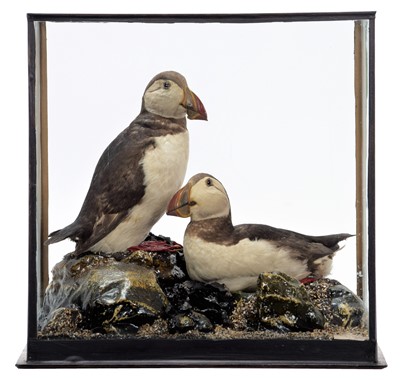 Lot 299 - Taxidermy: A Cased Pair of Atlantic Puffins...
