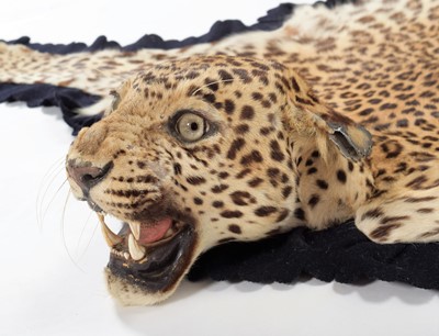 Lot 358 - Taxidermy: Indian Leopard Skin Rug (Panthera...