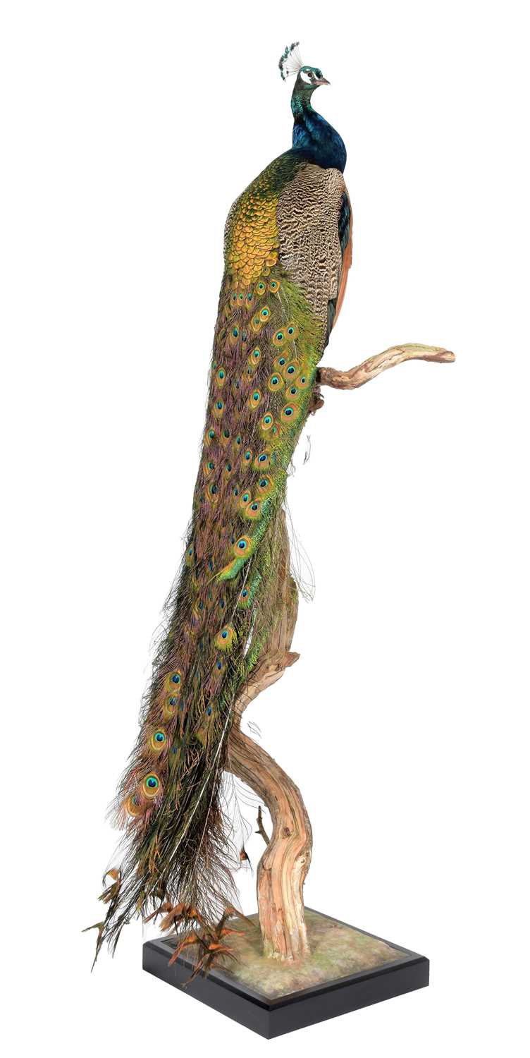 Lot 281 - Taxidermy: Indian Peacock (Pavo cristatus),...