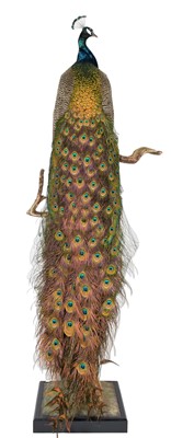 Lot 281 - Taxidermy: Indian Peacock (Pavo cristatus),...