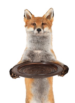 Lot 308 - Taxidermy: An Anthropomorphic Red Fox Waiter...