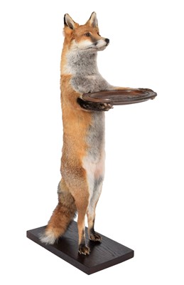 Lot 308 - Taxidermy: An Anthropomorphic Red Fox Waiter...