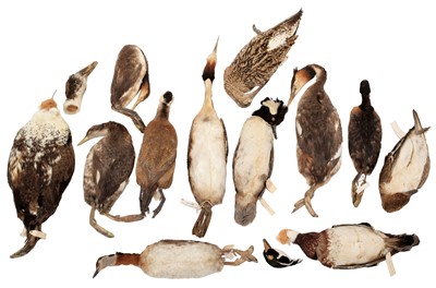 Lot 135 - Taxidermy: A Collection of Various Grebe &...