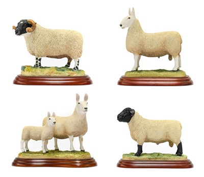 Lot 1113 - Border Fine Arts Studio Sheep Models