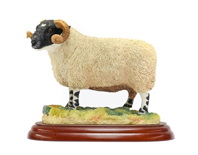 Lot 1113 - Border Fine Arts Studio Sheep Models