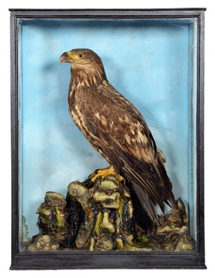 Lot 345 - Taxidermy: A Cased Immature White-tailed Sea...