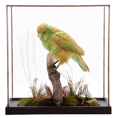 Lot 343 - Taxidermy: A Cased Re-Creation of a New...