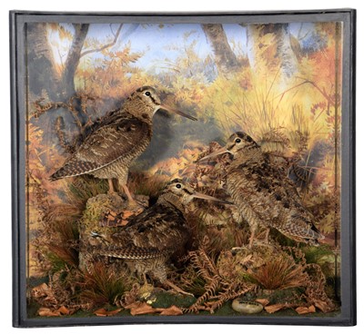 Lot 337 - Taxidermy: A Cased Trio of European Woodcock...