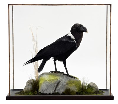 Lot 317 - Taxidermy: A White-necked Raven (Corvus...