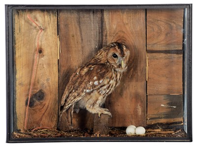 Lot 190 - Taxidermy: A Cased Tawny Owl (Strix aluco),...