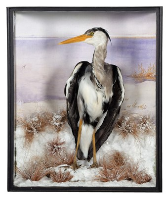 Lot 237 - Taxidermy: A Cased Grey Heron (Ardea cinerea),...