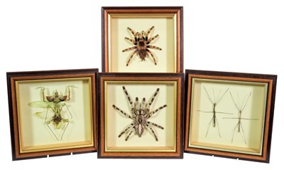 Lot 326 - Entomology: A Collection of Arachnids, Praying...