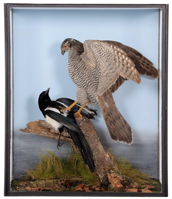 Lot 327 - Taxidermy: A Cased Northern Goshawk with...