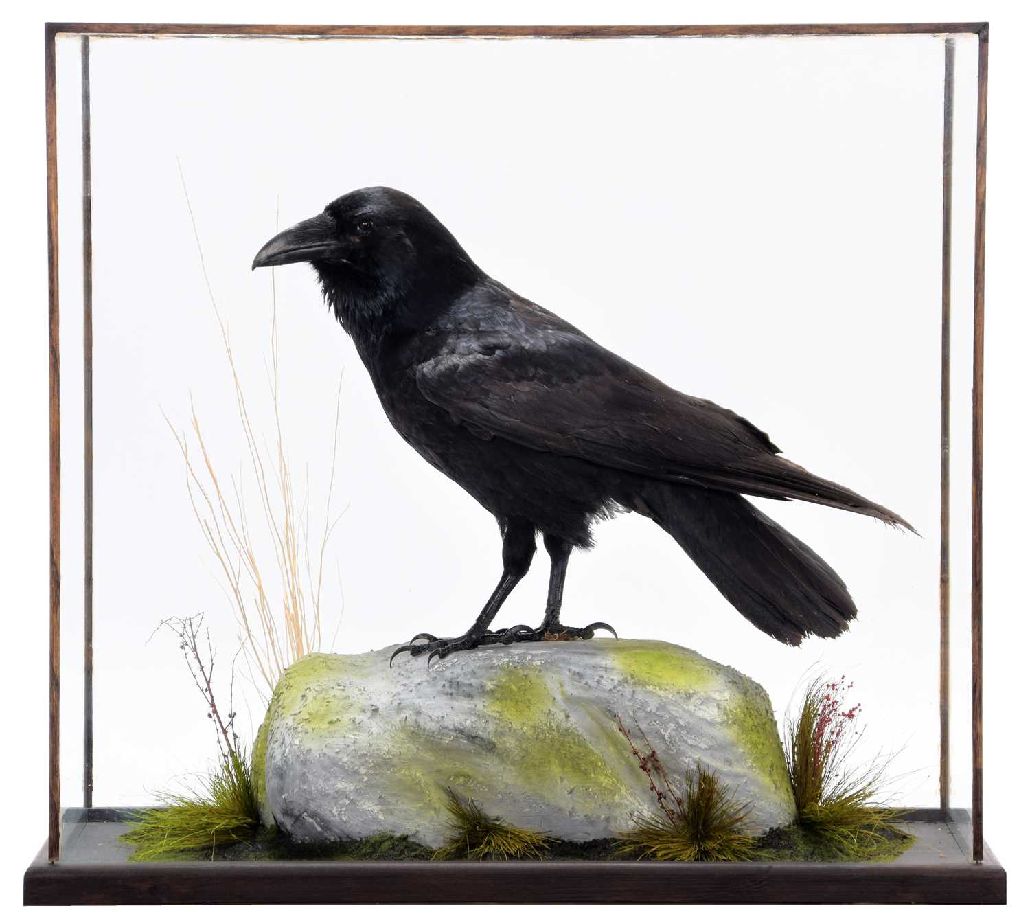 Lot 309 - Taxidermy: A Cased Common Raven (Corvus corax),...